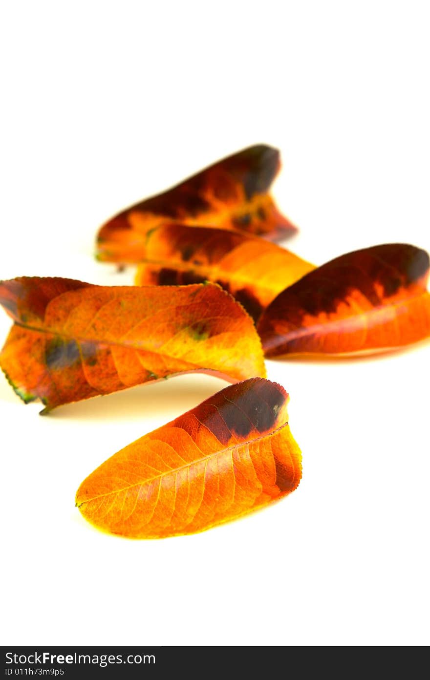 Autumn leaves isolated against a white background