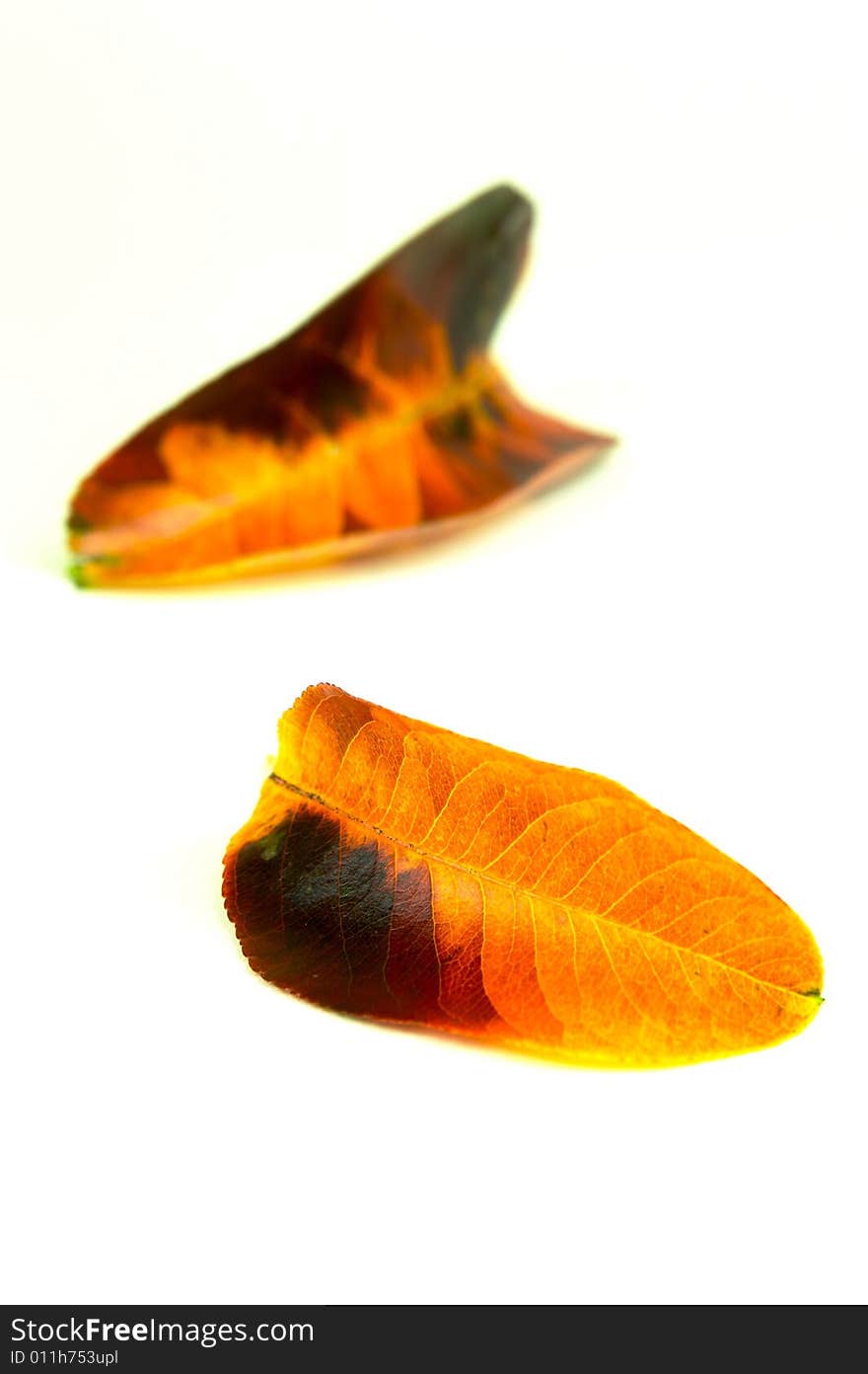 Autumn leaves isolated against a white background