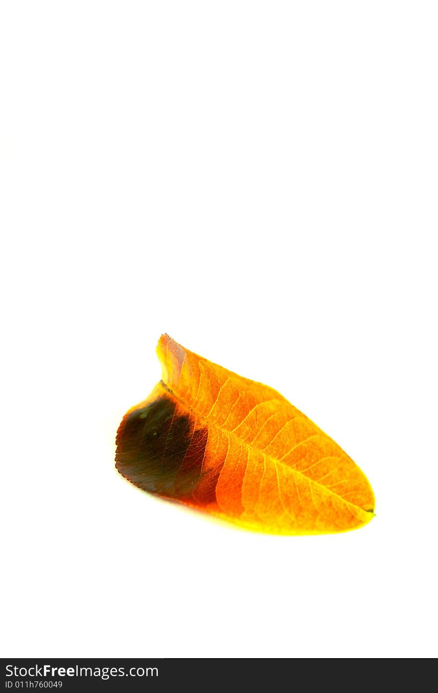 Autumn leaves isolated against a white background