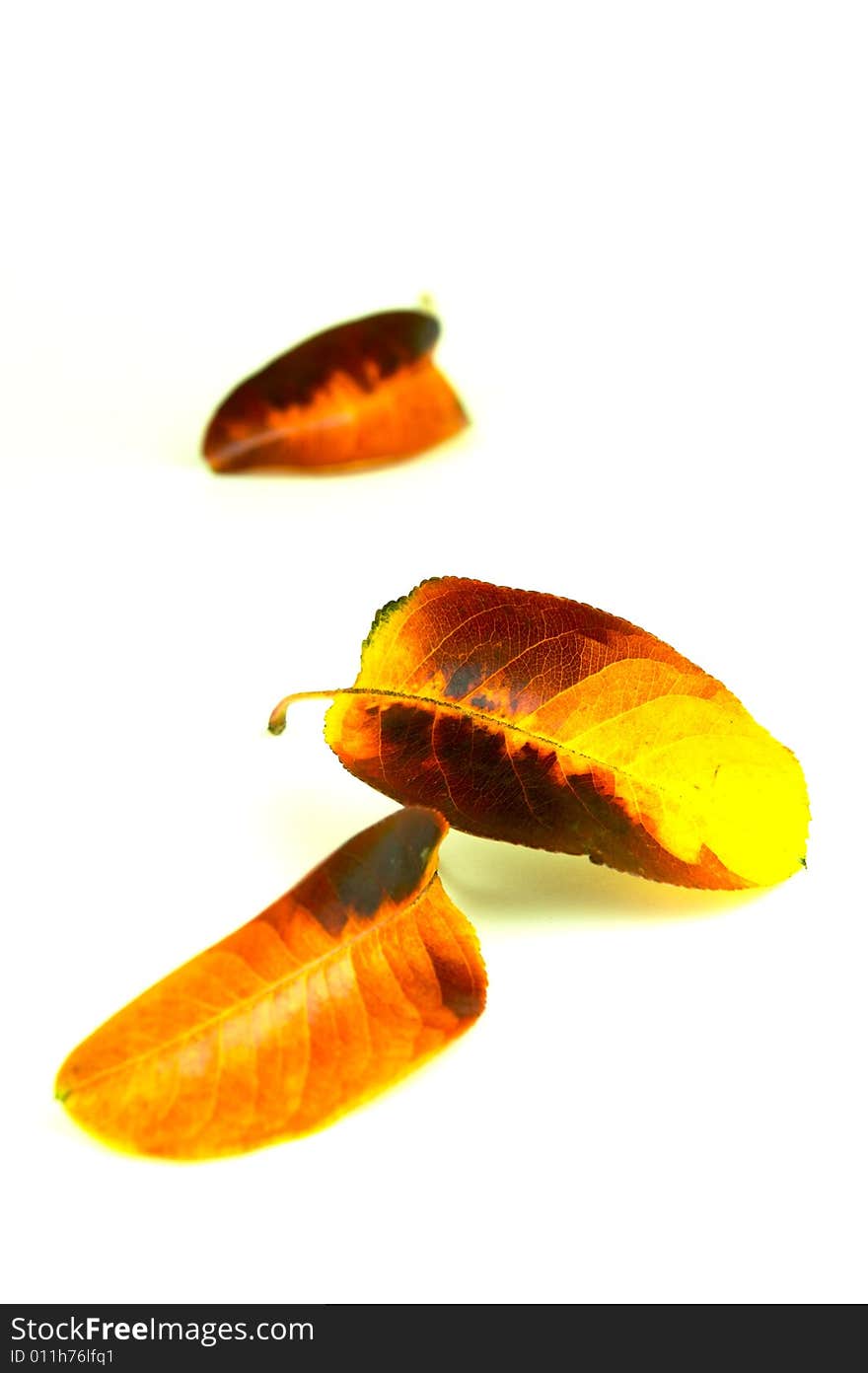 Autumn leaves isolated against a white background