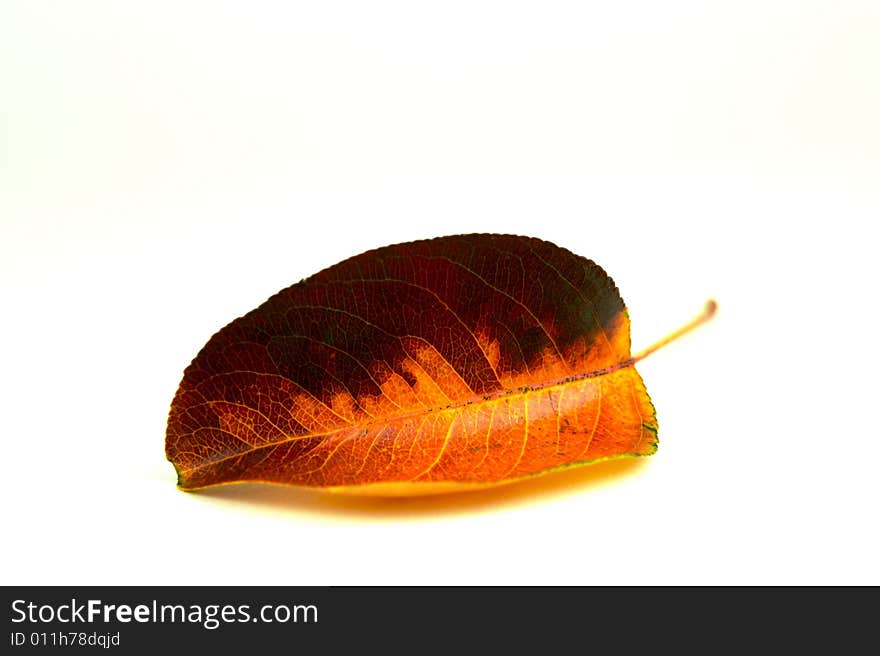 Autumn leaves isolated against a white background