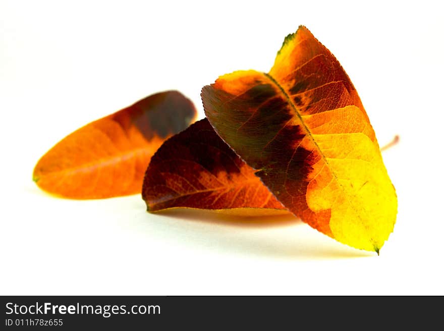 Autumn leaves isolated against a white background