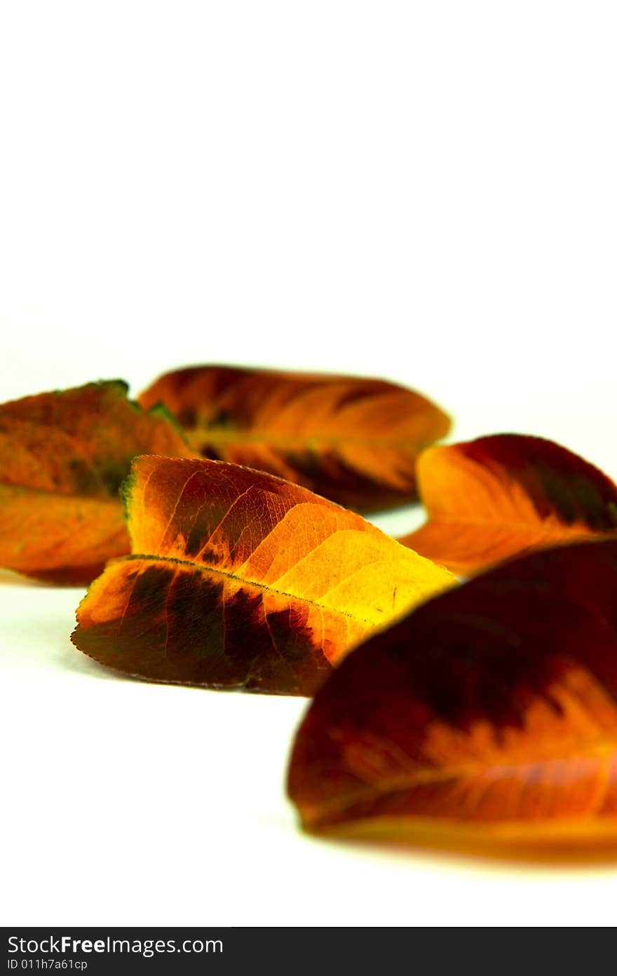 Autumn leaves isolated against a white background