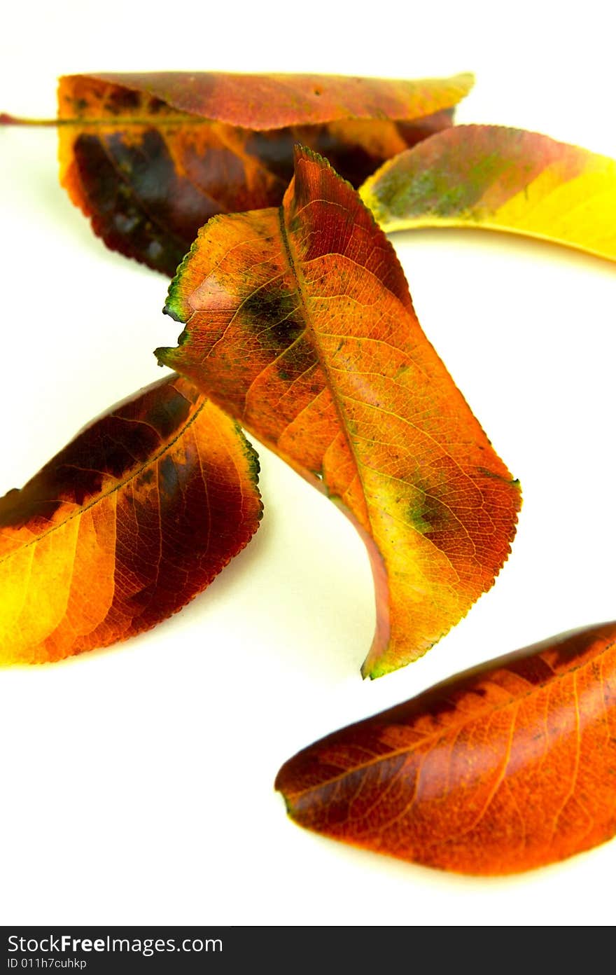 Autumn leaves isolated against a white background