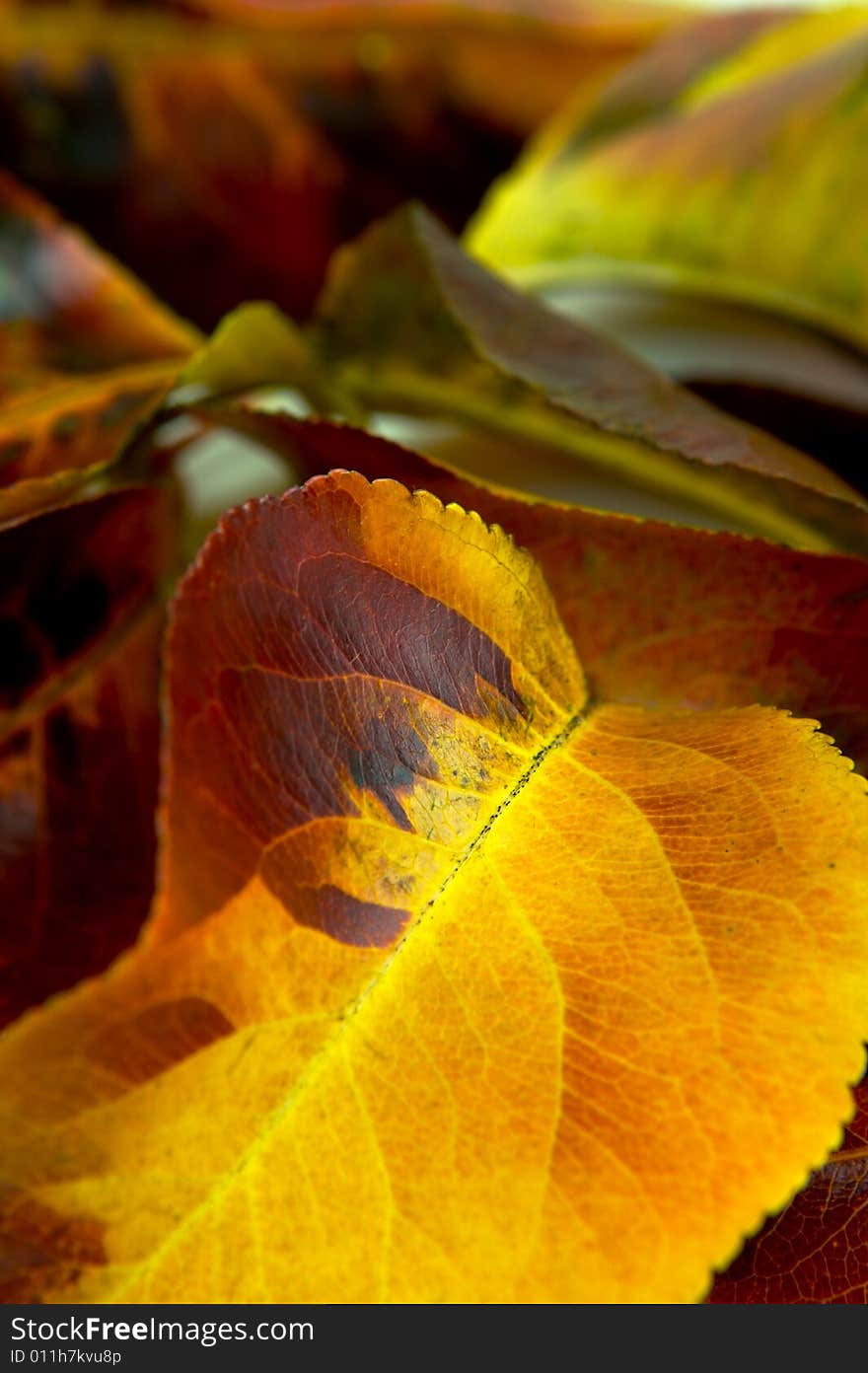 Autumn leaves isolated against a white background