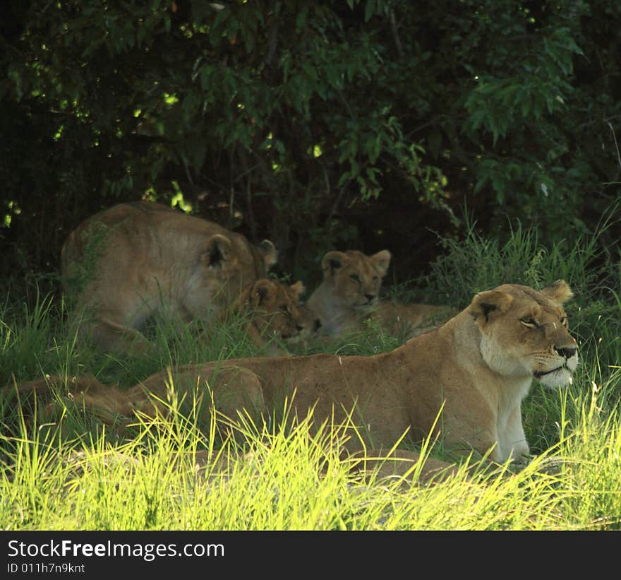 Female lions and their cubs under a tree in Kenya Africa