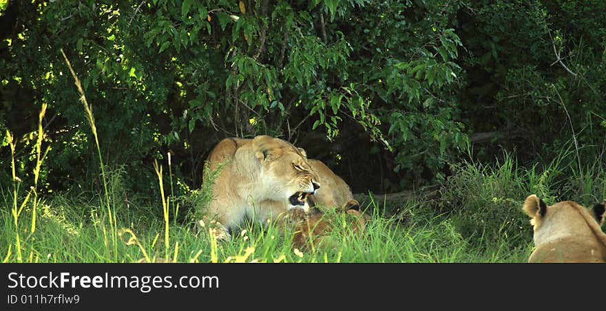 Lioness with her cubs under a tree Kenya Africa