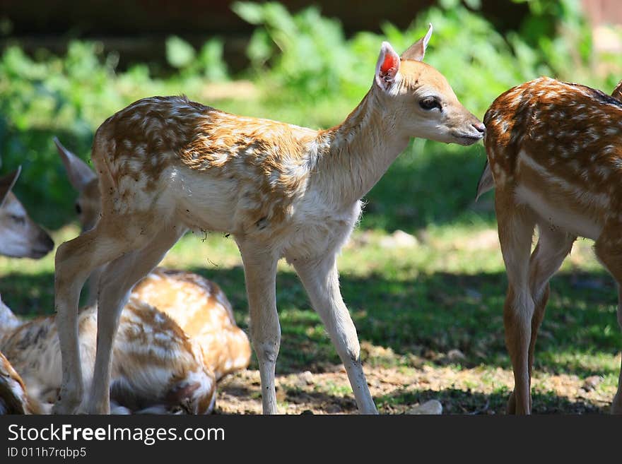 Fawn