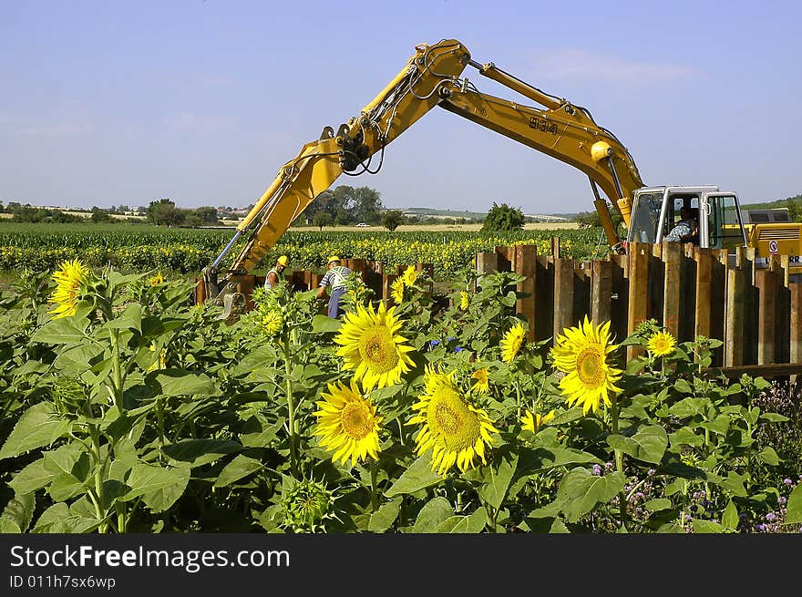 The sunflowers-field surrounds the excavator. The sunflowers-field surrounds the excavator