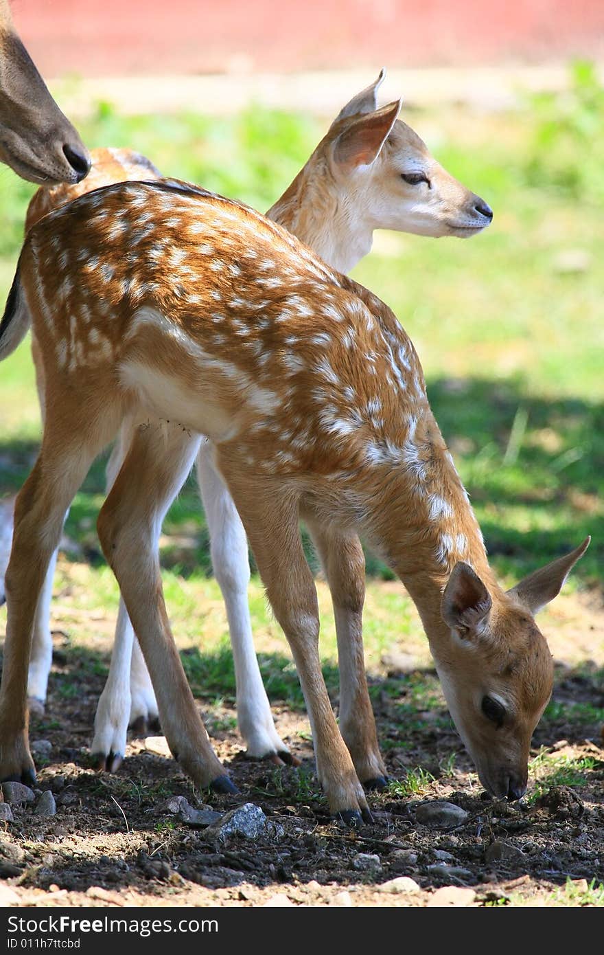 Fawn