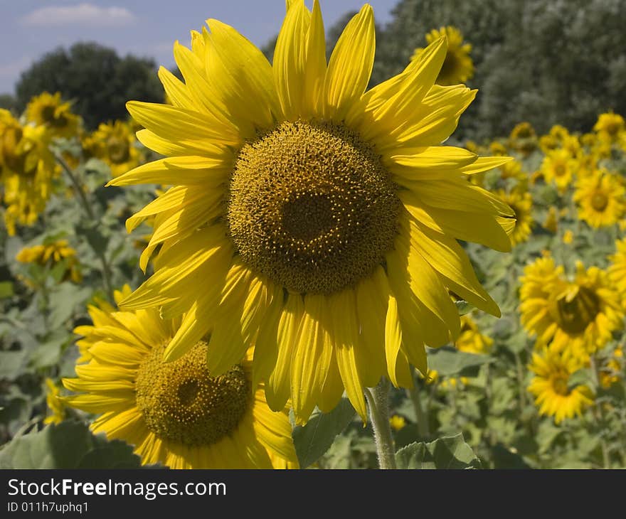 Sunflower