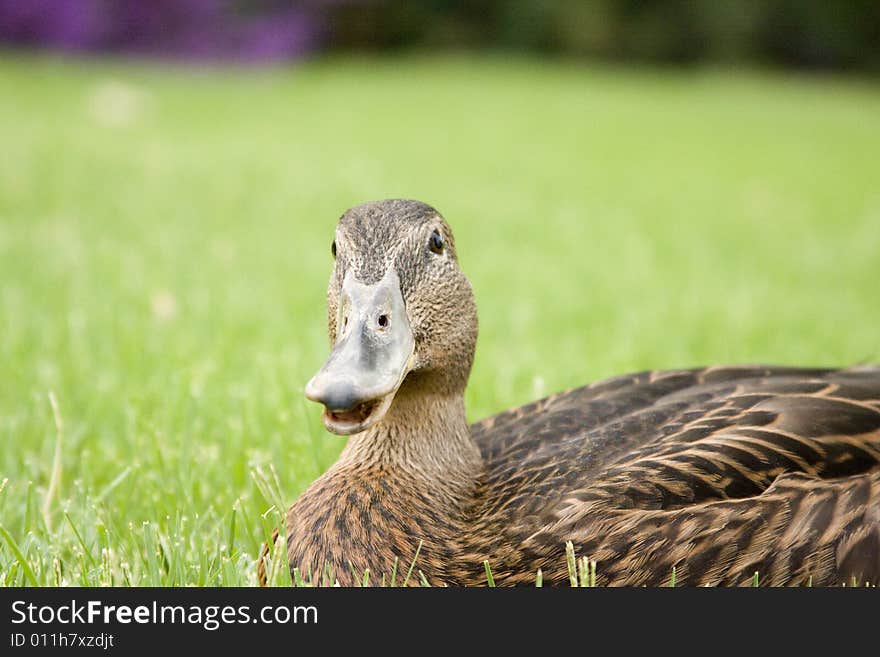 Adorable young duck playing in the grass at a local playground. Adorable young duck playing in the grass at a local playground.