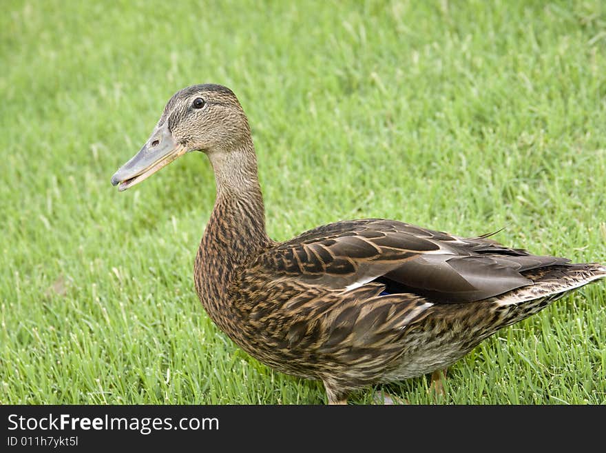 Adorable young duck playing in the grass at a local playground. Adorable young duck playing in the grass at a local playground.