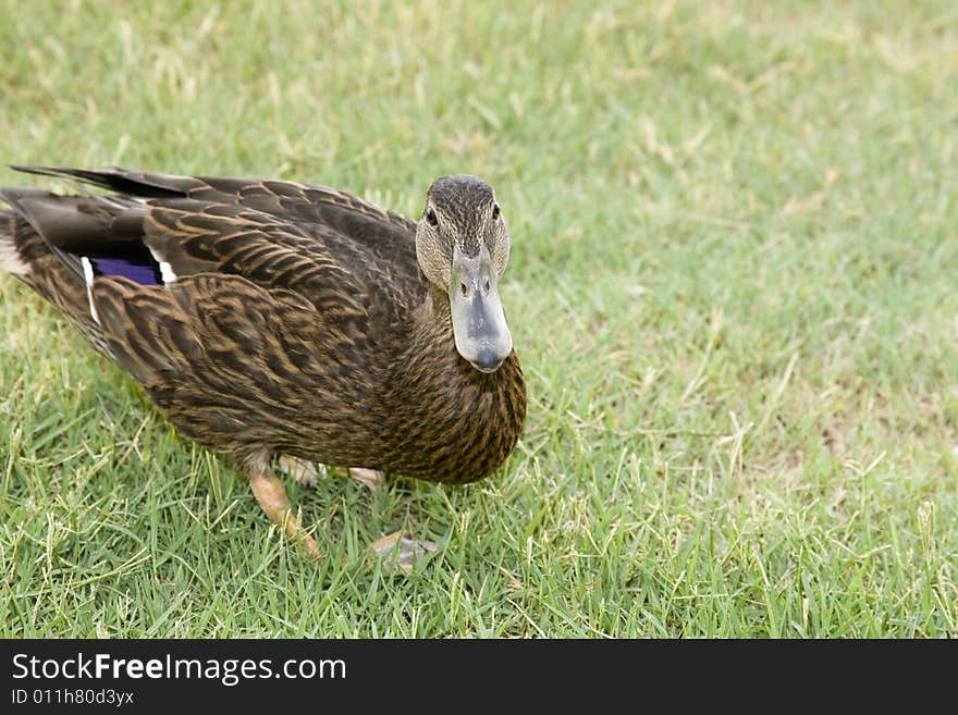 Adorable young duck playing in the grass at a local playground. Adorable young duck playing in the grass at a local playground.