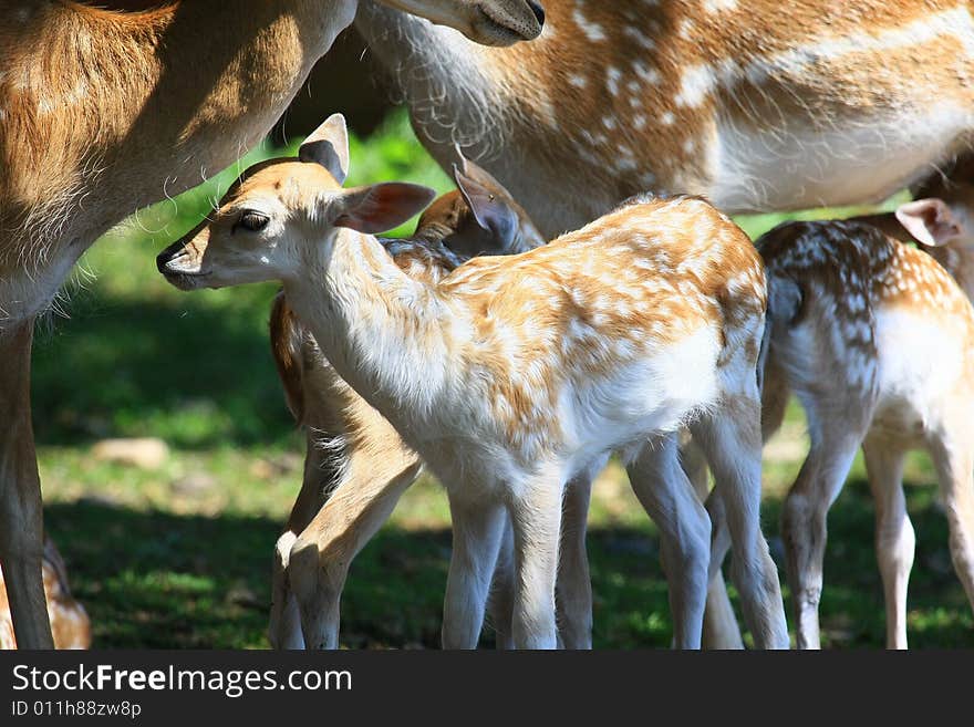 Fawn