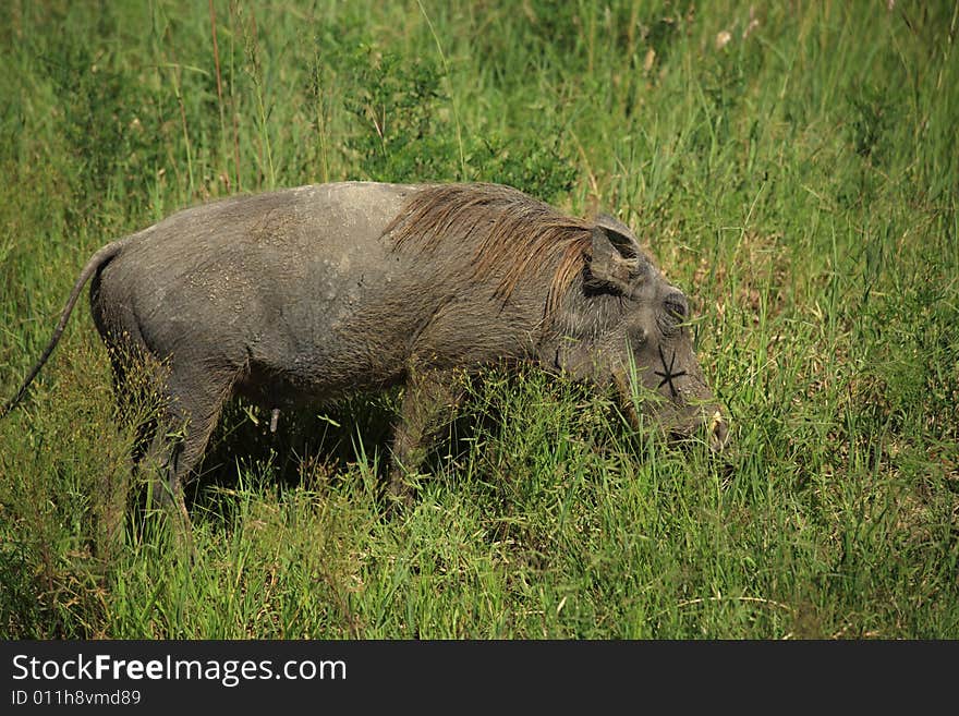 Warthog in the grass in Kenya Africa