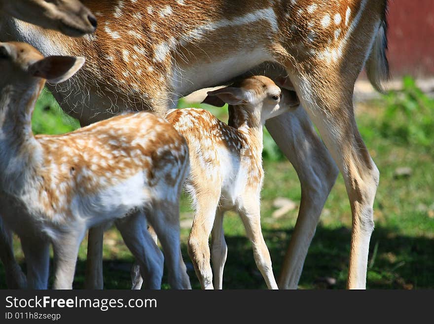 Fawn