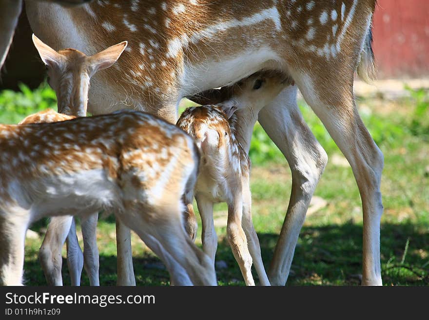 Fawn