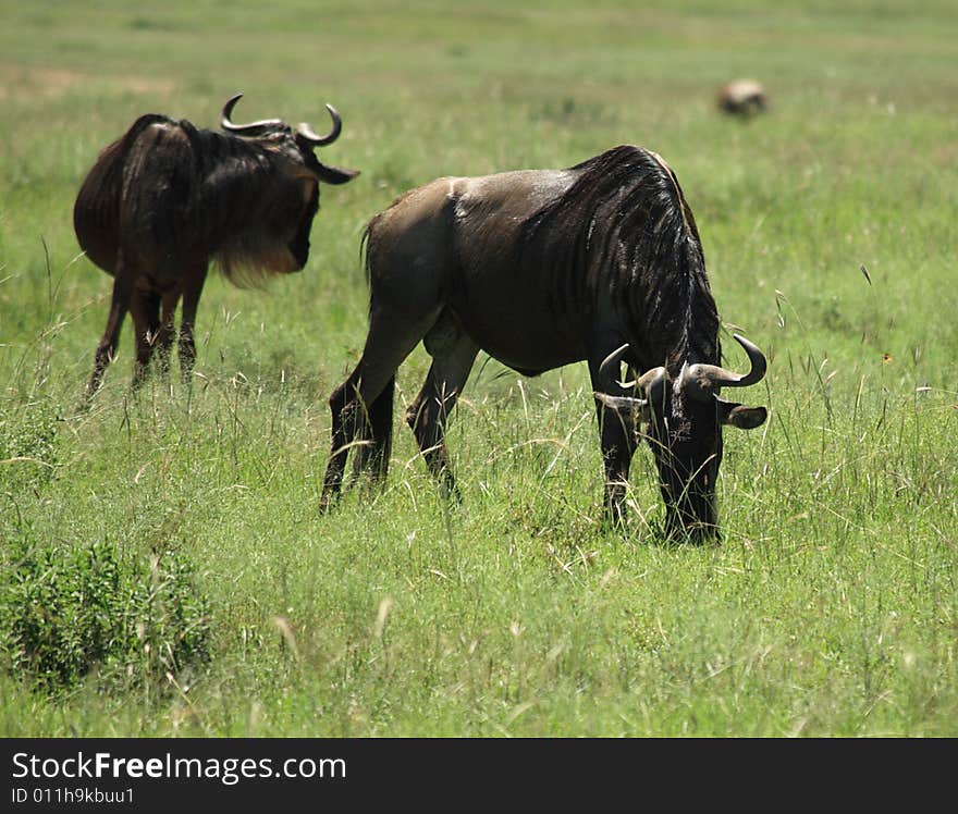 Grazing wildebeest in Kenya Africa