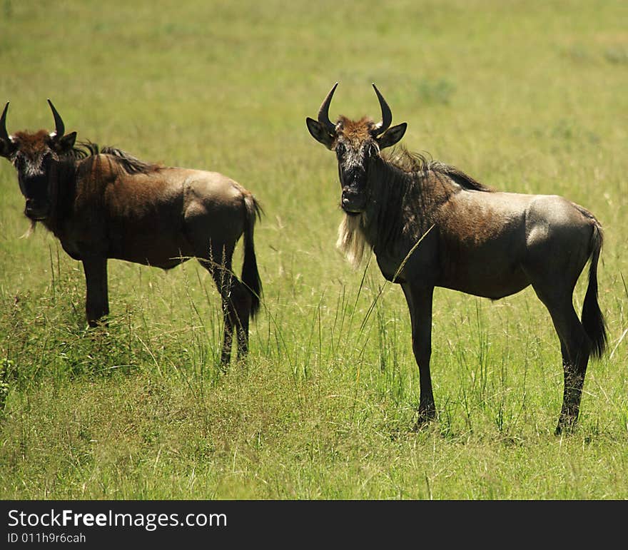 Two wildebeest stood in the green grass Kenya Africa