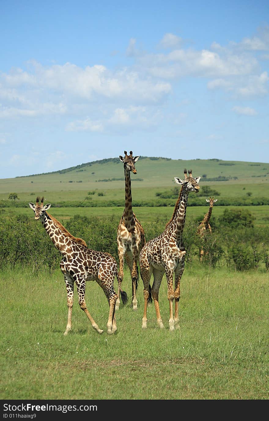 Three giraffe stood together in Kenya Africa