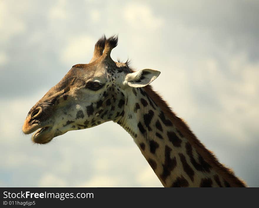 Side Portrait Of A Giraffe