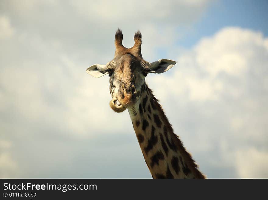 Giraffe chewing its food Kenya Africa