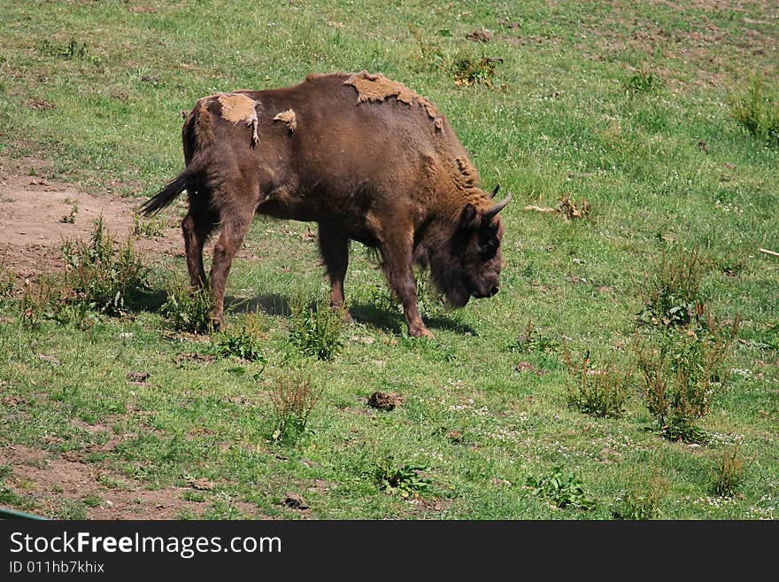 Bisons (Wiesent) relaxing outside. Foto 2008