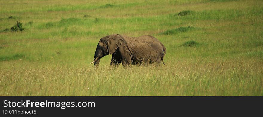 African Elephant Walking Through The Grass