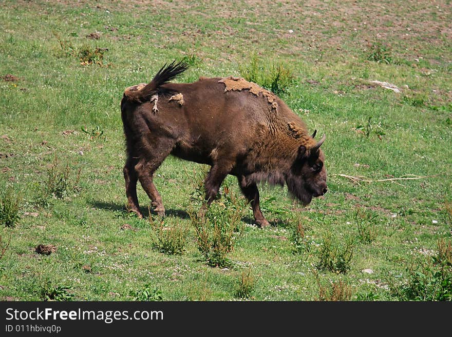 Bisons (Wiesent) relaxing outside. Foto 2008