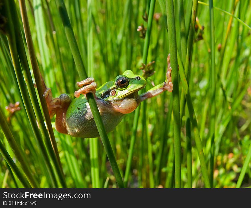 A close-up of a frog hyla (Hyla japonica) among haulms of cane. Russian Far East, Primorye. A close-up of a frog hyla (Hyla japonica) among haulms of cane. Russian Far East, Primorye.