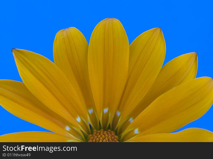 Abstract flower flower on blue background