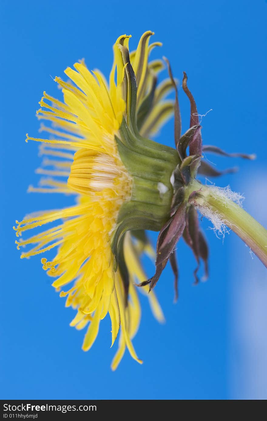 Yellow dandelion detail on blue background