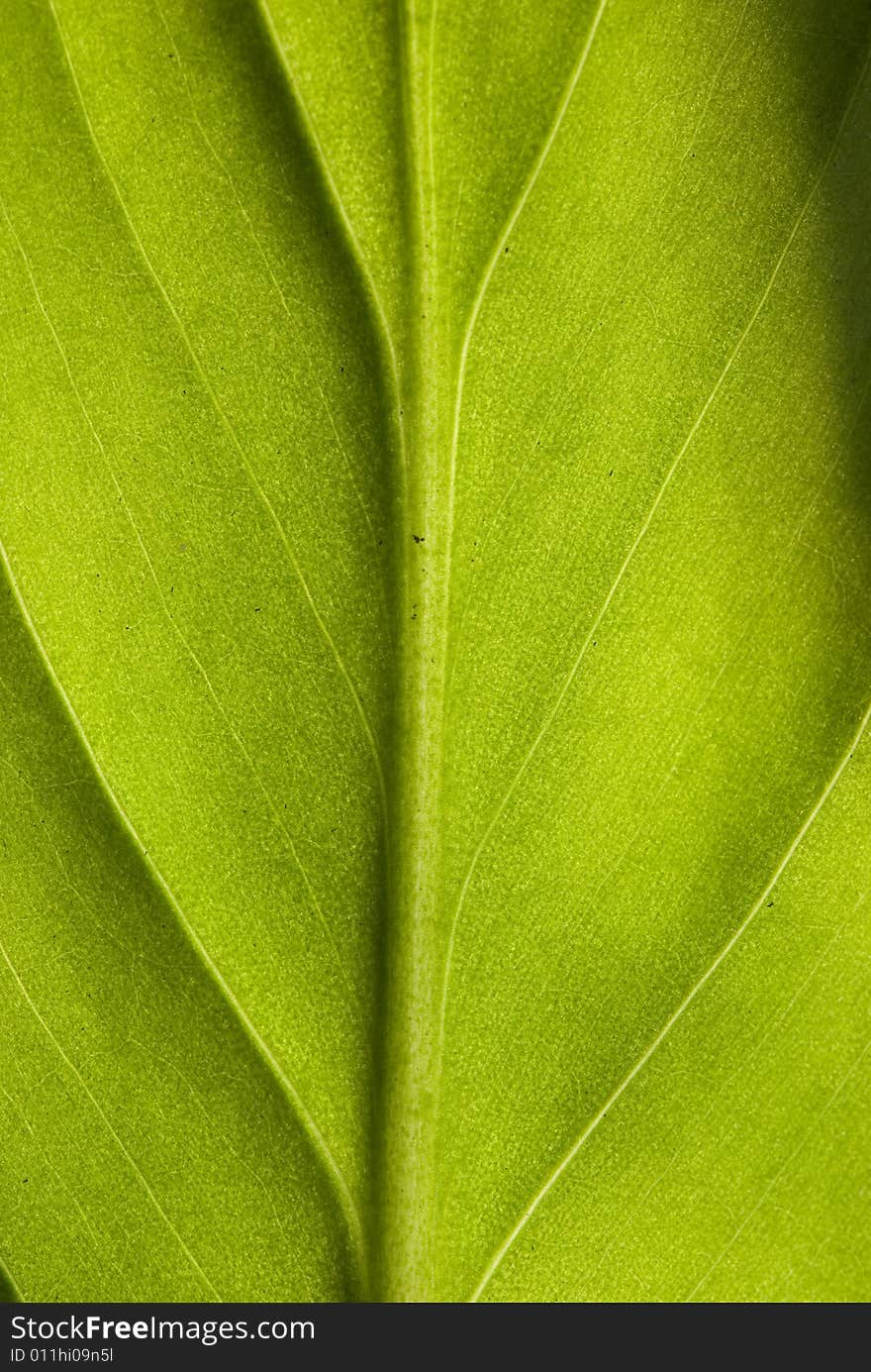 Closeup of a green leaf. Closeup of a green leaf