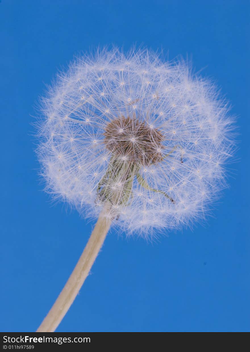 Closeup of white dandelion on blue background