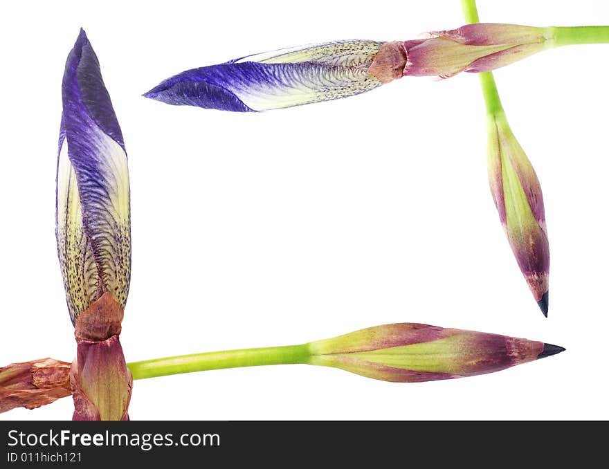 Frame formed by four irises flowers, copy space in the center. Frame formed by four irises flowers, copy space in the center