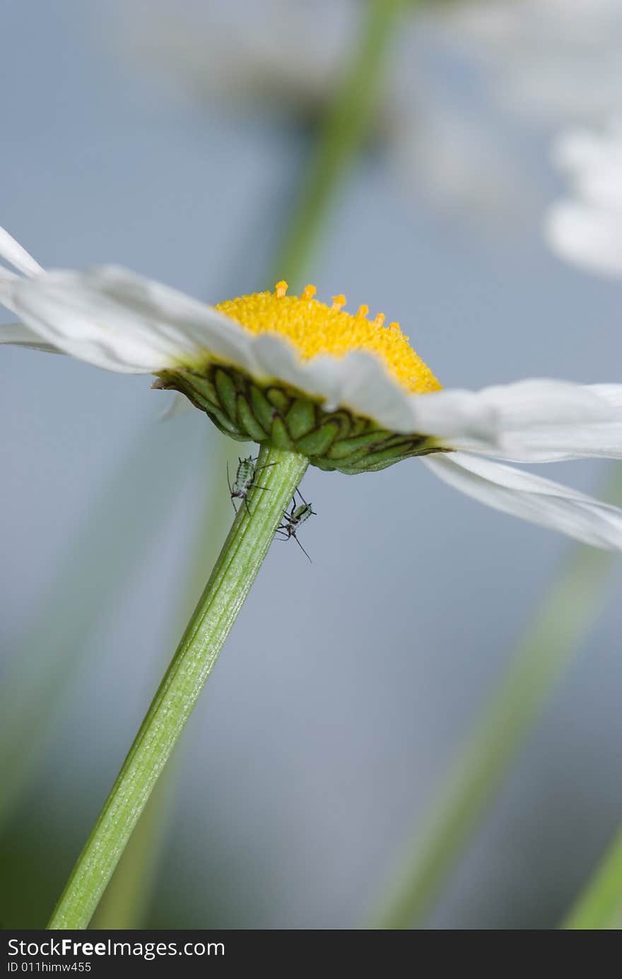 Daisy and insects