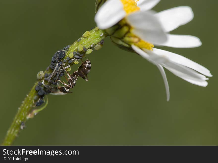 Closeup of insectcs on a white daisy against dark background. Closeup of insectcs on a white daisy against dark background