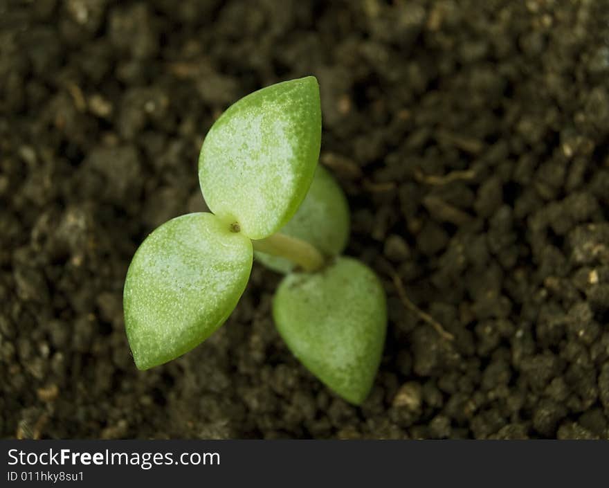 Growing Plant