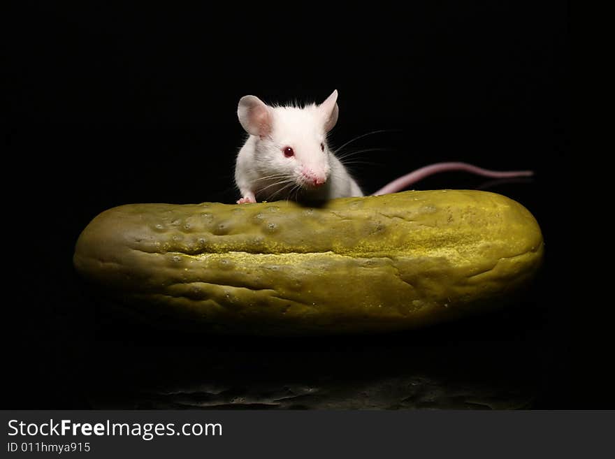 Mouse and pickle