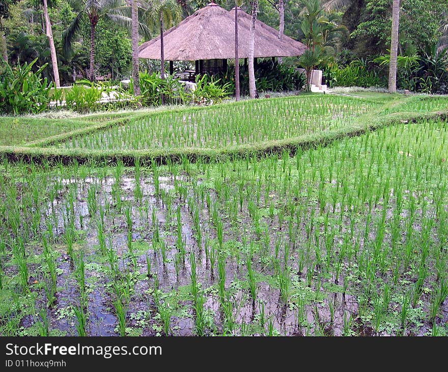 A rice bay in farm in Ubud area of Bali (Indonesia). A rice bay in farm in Ubud area of Bali (Indonesia)