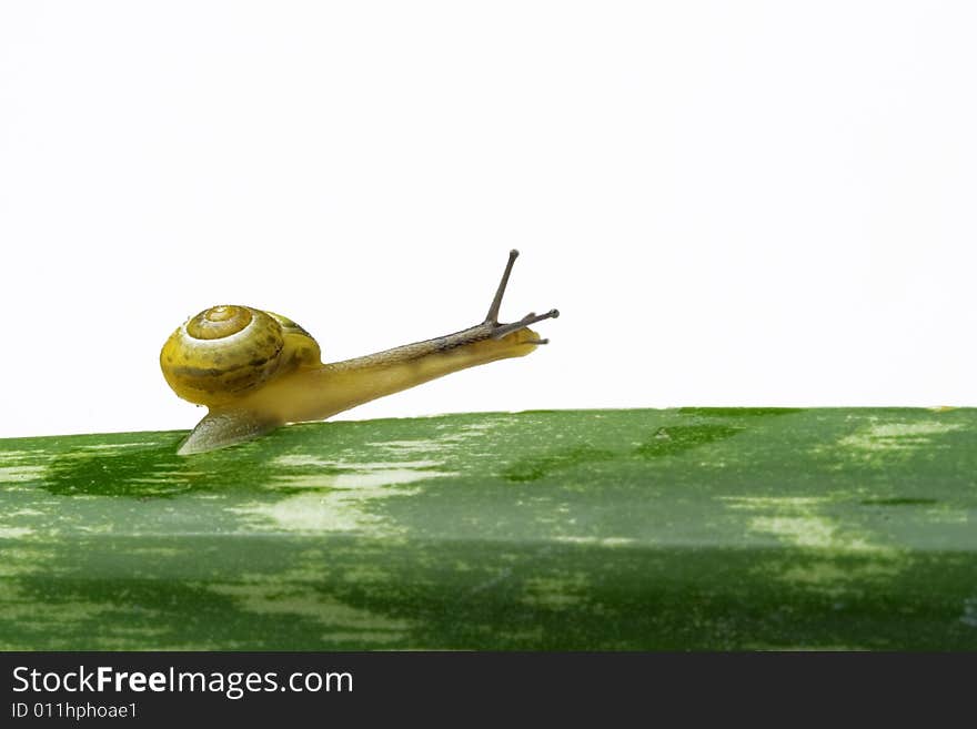 Snail Walking On A Leaf