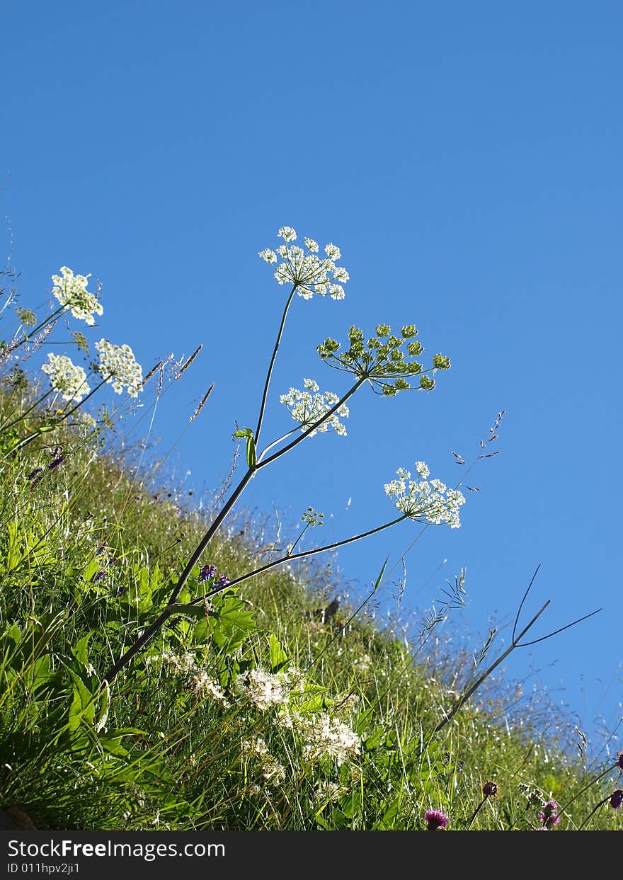 An original shot of some lawn grasses