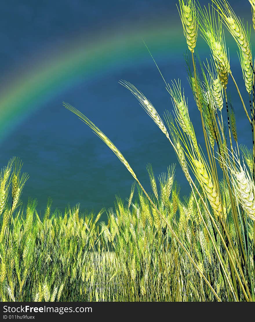 Rainbow over the wheat field. Rainbow over the wheat field