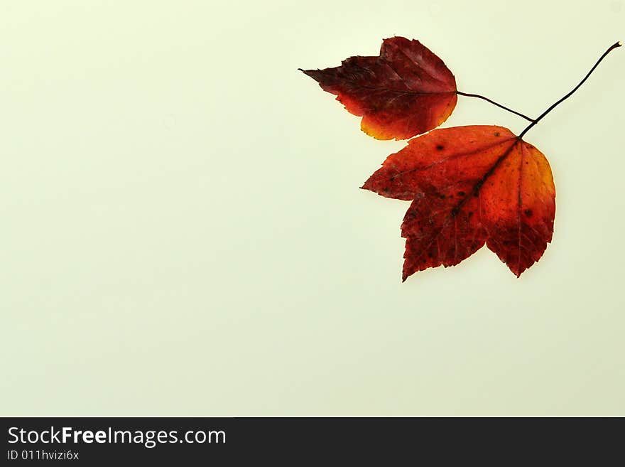 Autumn Leaf