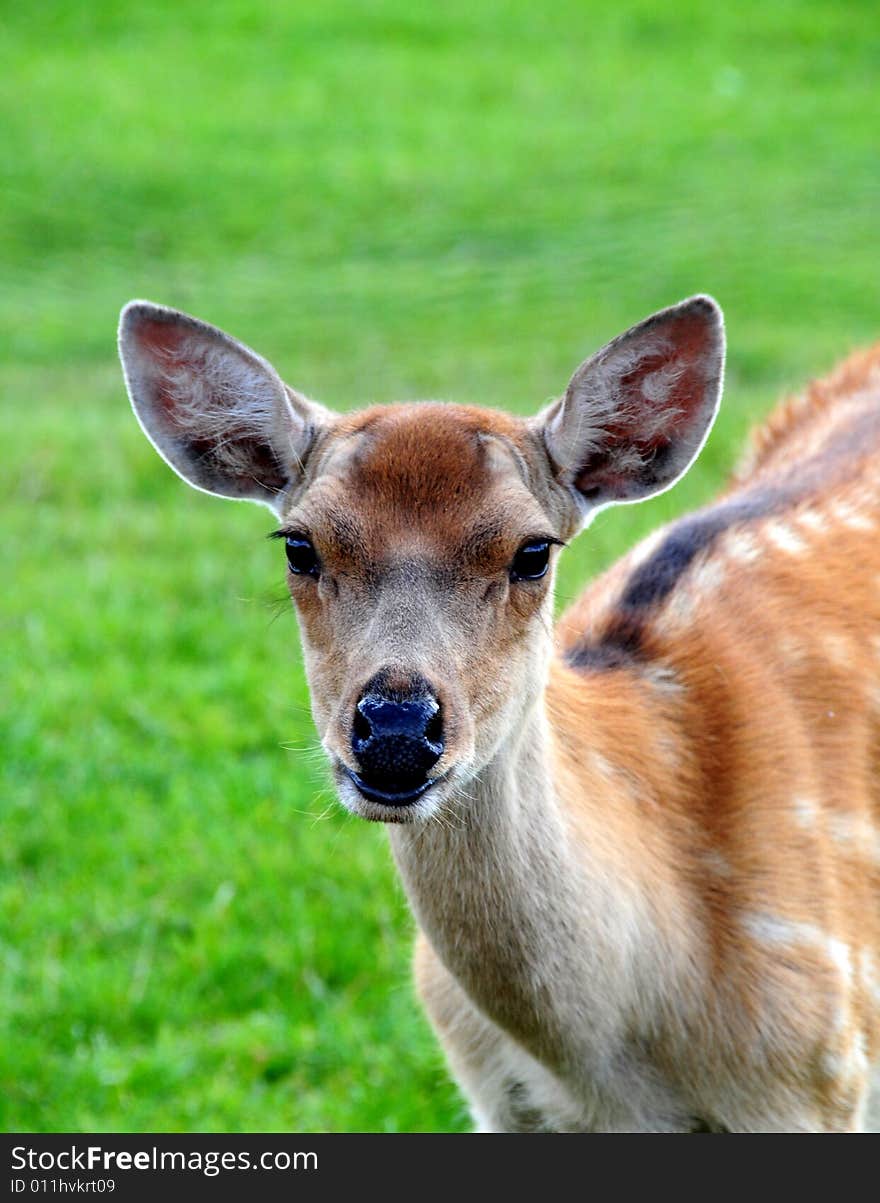 Fallow Deer