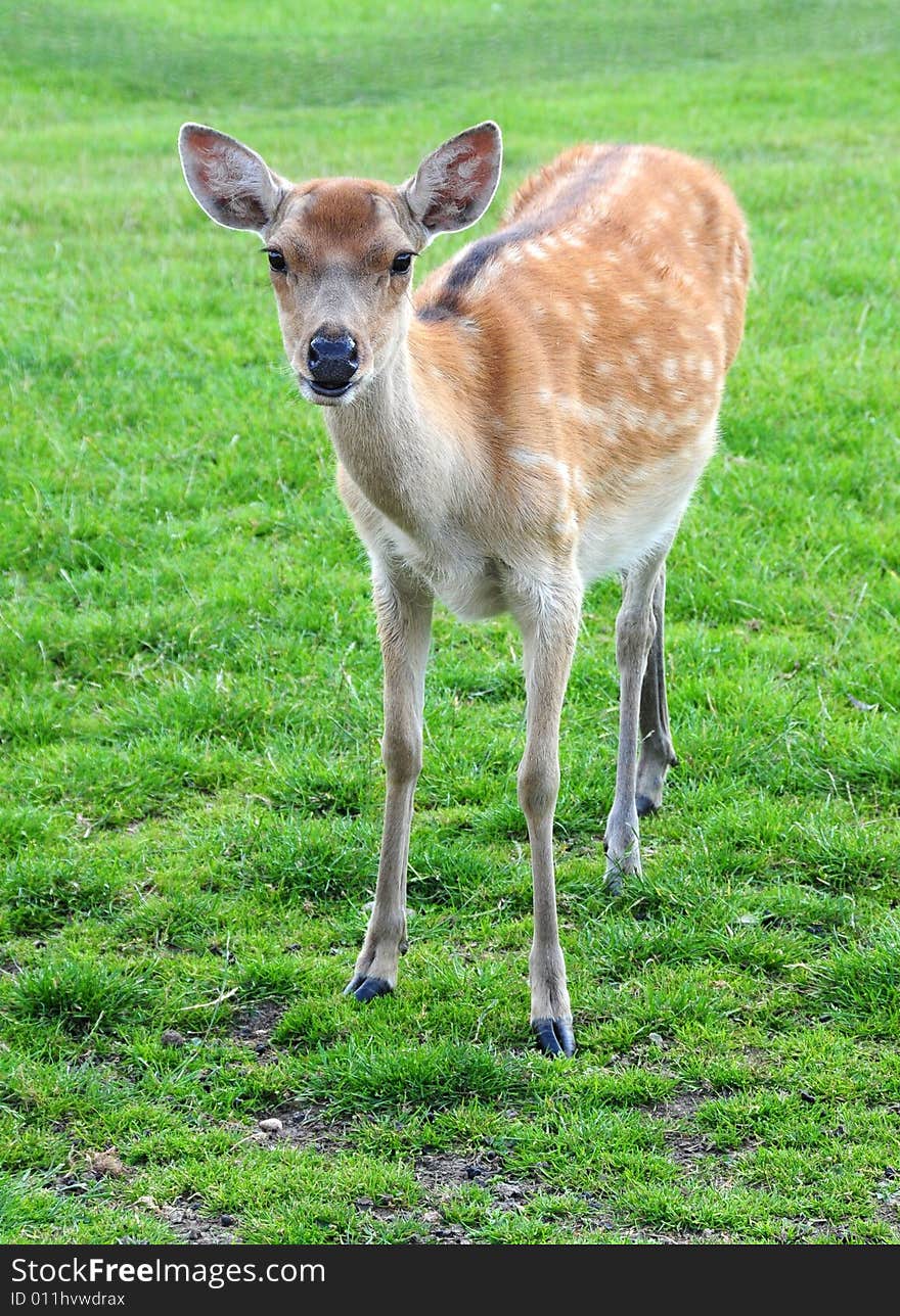 A shot of a young fallow deer