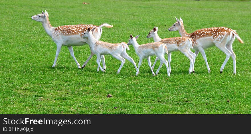 A shot of a pretty fallow deer family