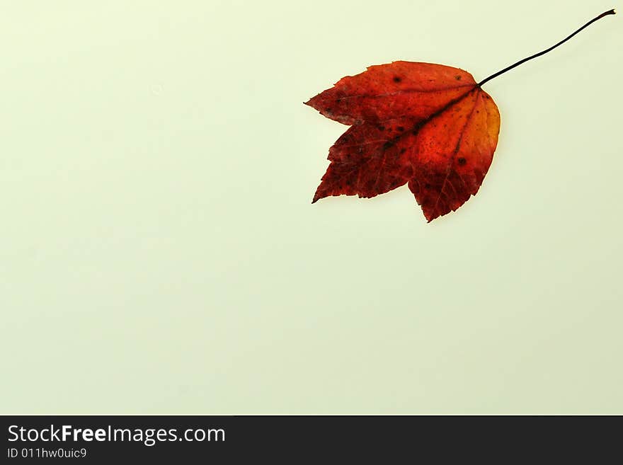 Autumn Leaf