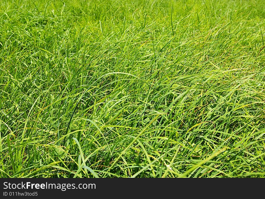 Green texture of grass is in a garden